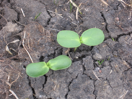 Sunflowers sprouts