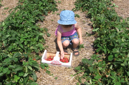 The Jungle Farm Strawberries