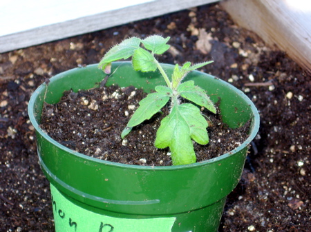 My transplanted tomato