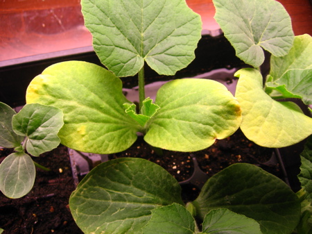 Yellow Leaves on my pumpkin seedlings