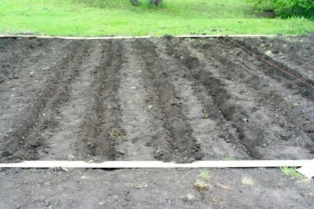 Field of Beans and Corn