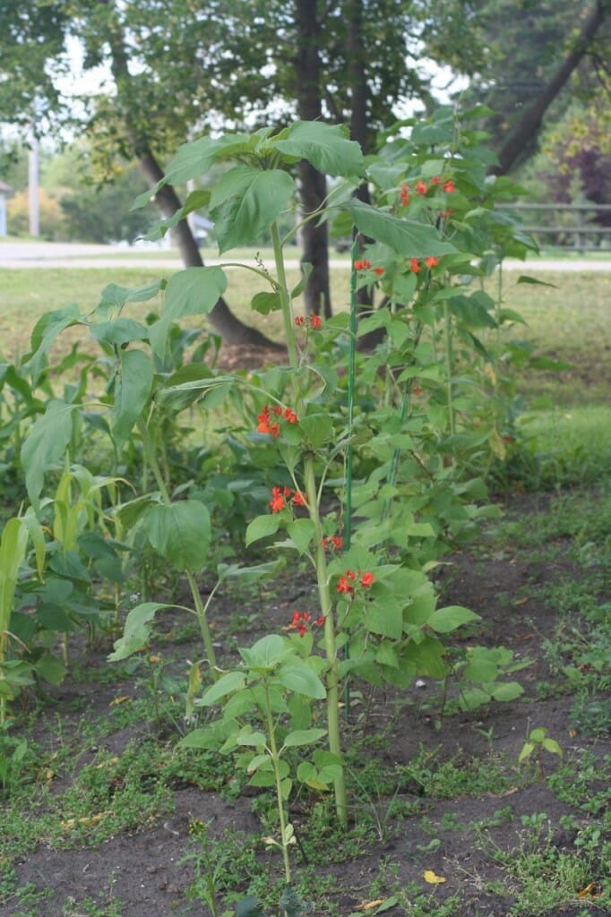 Beans & Sunflowers Alberta Home Gardening