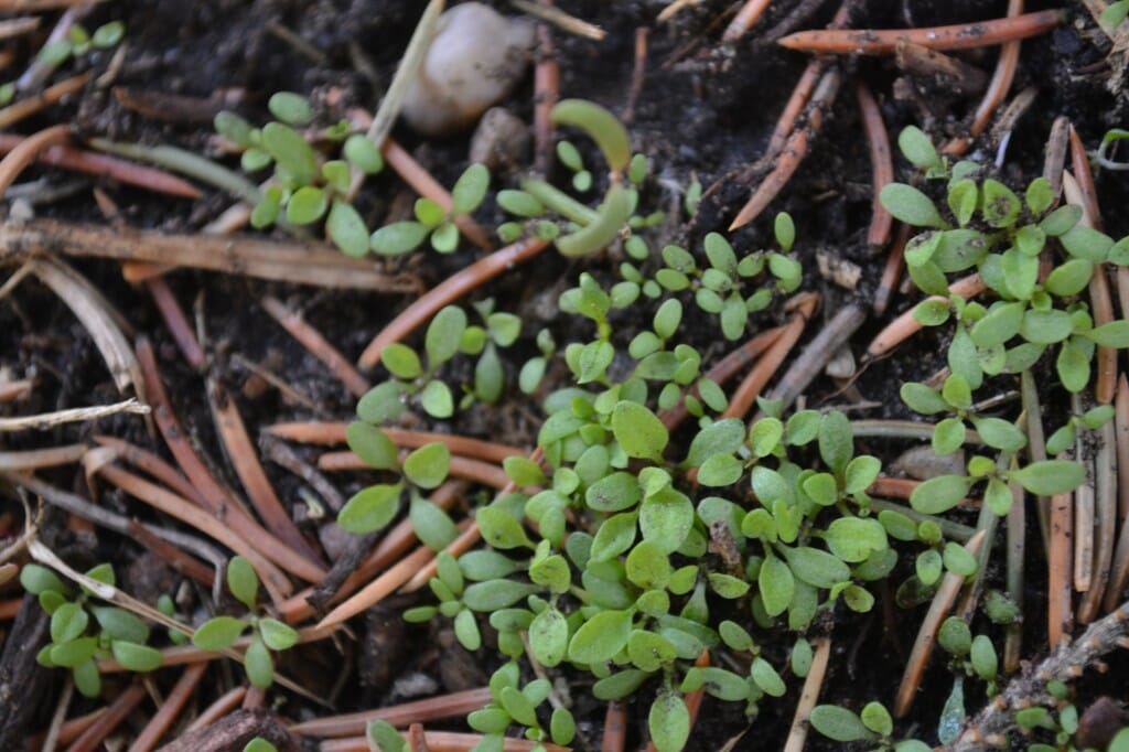 The weeds under the spruce tree Alberta Home Gardening