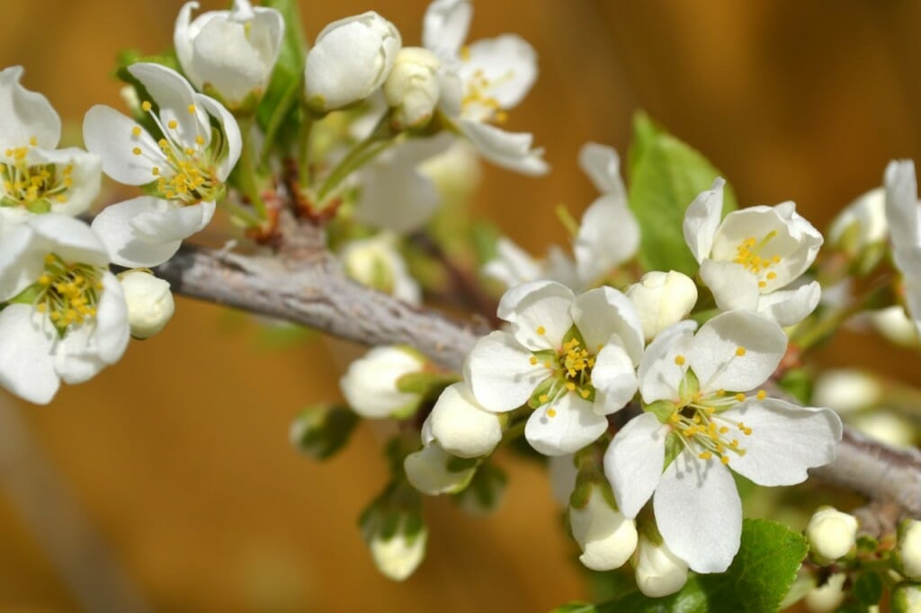My Fruit Trees Are Budding Alberta Home Gardening