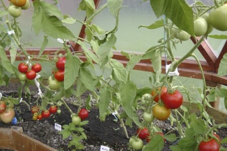 Tomatoes in a Geodome Greenhouse