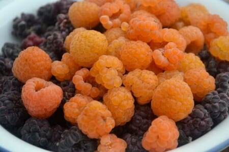 Fall Gold and Wyoming Black Raspberries