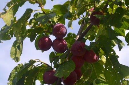 Pembina Plums