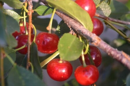 Sour Cherries