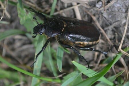 Beetle