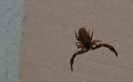 Pseudoscorpion