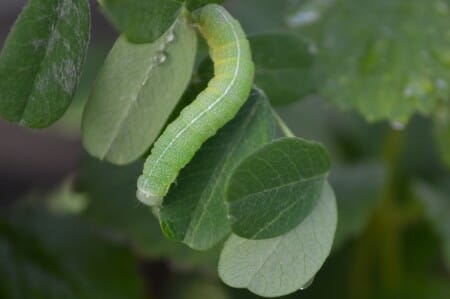 cabbageworm