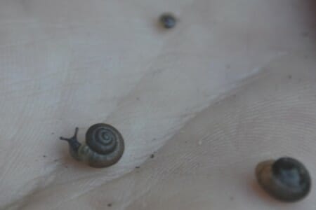 snail